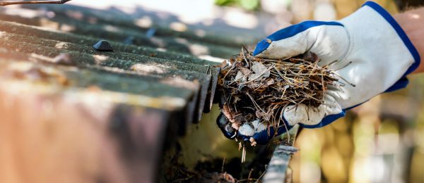 Cost of Pine Needle Gutter Cleaning in Lincoln